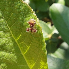 Cyphonia clavigera