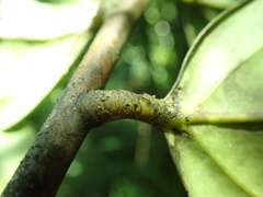 Psammisia guianensis
