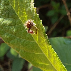 Cyphonia clavigera