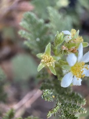 Chamaebatia foliolosa