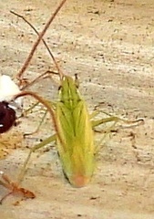 Trigonotylus