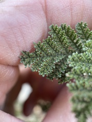 Chamaebatia foliolosa