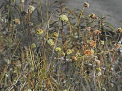 Eriogonum strictum
