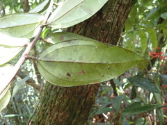 Psammisia guianensis