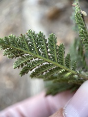 Chamaebatia foliolosa