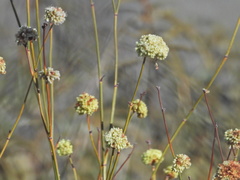 Eriogonum strictum