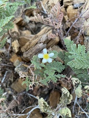 Chamaebatia foliolosa