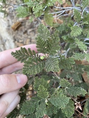 Chamaebatia foliolosa