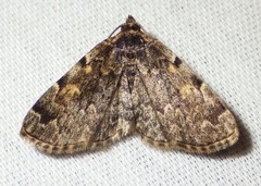 Idia majoralis