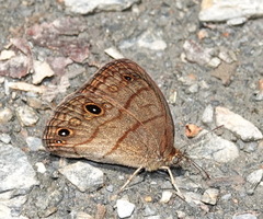 Hermeuptychia cucullina