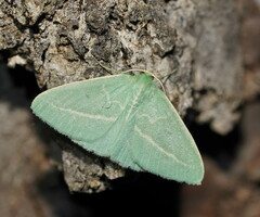 Chlorocoma stereota