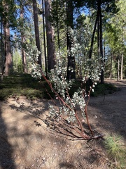 Arctostaphylos viscida mariposa