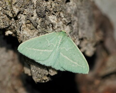 Chlorocoma stereota