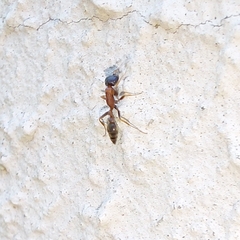Pseudomyrmex