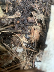 Ommatoiulus moreleti