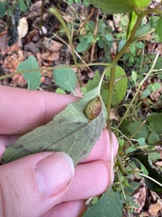 Neolasioptera impatientifolia
