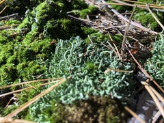 Cladonia macilenta
