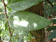 Psammisia guianensis