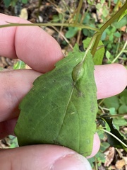 Neolasioptera impatientifolia