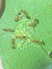 Tetramorium bicarinatum