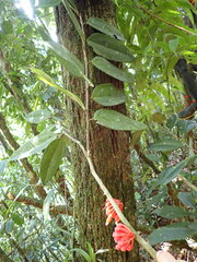 Psammisia guianensis