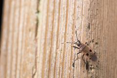 Physopelta quadriguttata