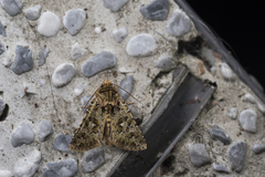 Xenotrachea irrorata