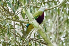 Ptilinopus magnificus