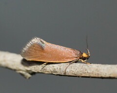 Delexocha ochrocausta