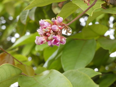 Averrhoa carambola