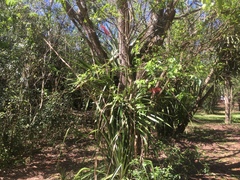 Aechmea distichantha
