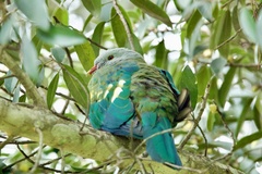 Ptilinopus magnificus