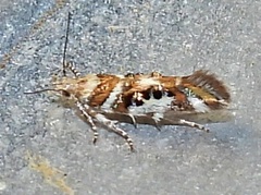 Aristotelia elegantella