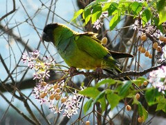Aratinga nenday