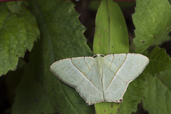 Neohipparchus vallata