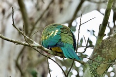 Ptilinopus magnificus