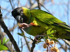 Aratinga nenday