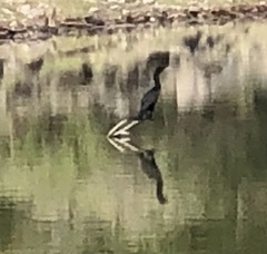 Nannopterum brasilianum