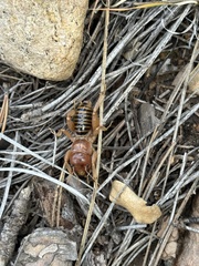 Ammopelmatus