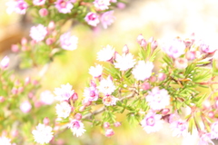 Verticordia plumosa