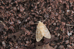 Hemipsilia coavestis