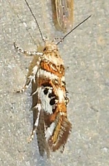 Aristotelia elegantella