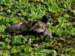 Pardirallus sanguinolentus