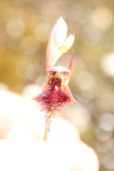 Calochilus uliginosus