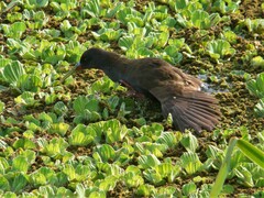 Pardirallus sanguinolentus