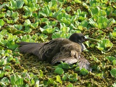 Pardirallus sanguinolentus