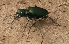 Cicindela obsoleta