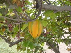 Averrhoa carambola