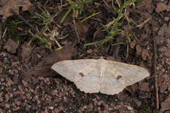 Luxiaria mitorrhaphes