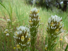 Castilleja lineariloba